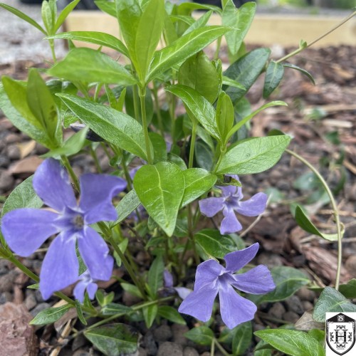Vinca minor - Väike igihali 